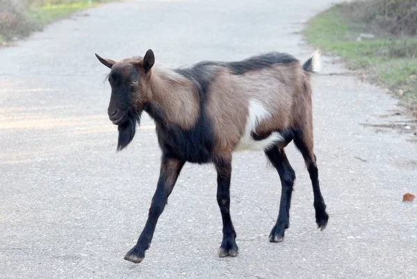Bir asfalt yolda keçi — Stok fotoğraf