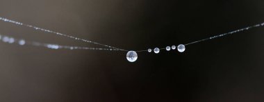 Çiy damlalı örümcek ağı. Soyut arkaplan