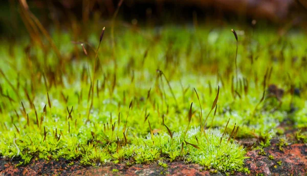 Pedra de musgo verde — Fotografia de Stock