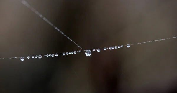 La telaraña con gotas de rocío. Fondo abstracto — Foto de Stock