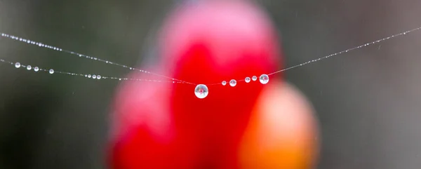 La telaraña con gotas de rocío. Fondo abstracto — Foto de Stock