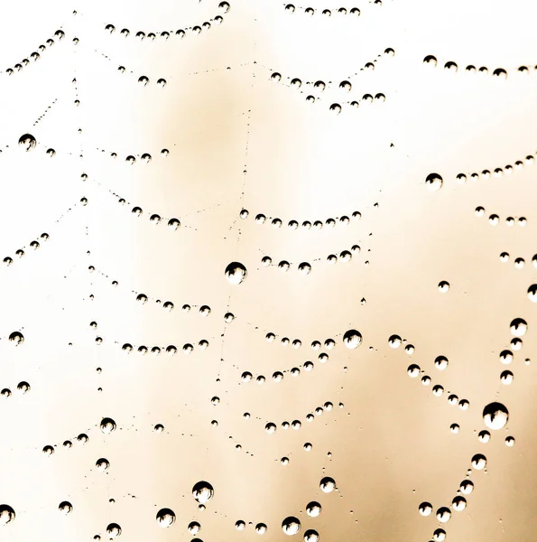 이슬 방울을 가진 거미줄이요. 추상적 인 배경 — 스톡 사진