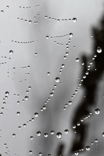 Pavučina s kapkami rosy. Abstraktní pozadí — Stock fotografie