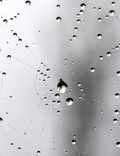 이슬 방울을 가진 거미줄이요. 추상적 인 배경 — 스톡 사진
