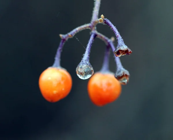 오렌지 딸기 가까이 촬영 아침을 — 스톡 사진