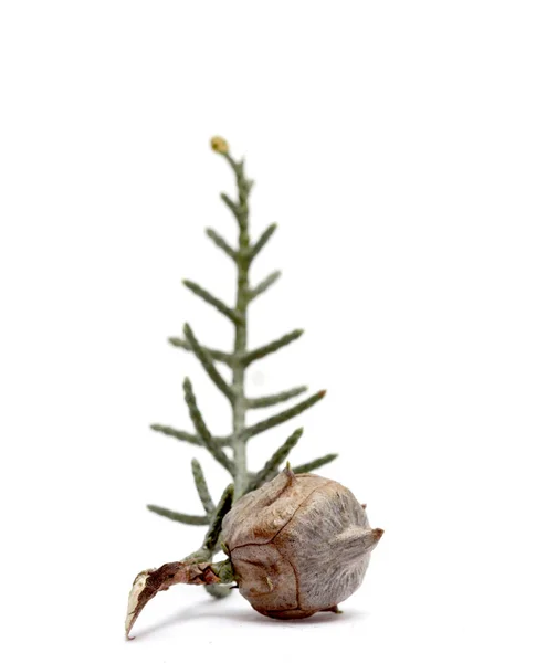 Conos de un árbol de coníferas de hoja perenne sobre blanco —  Fotos de Stock