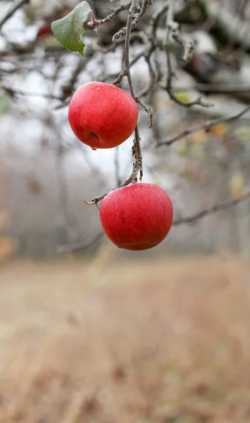 Retrato de duas maçãs esquecidas em uma colheita, pomar da maçã em novembro — Fotografia de Stock