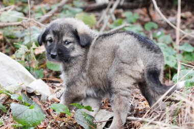 sokakta üzücü köpek yavrusu