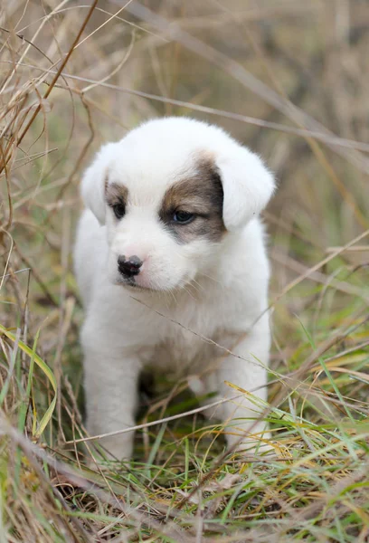 Sad abandoned puppy on the chaparell — Stock Photo, Image