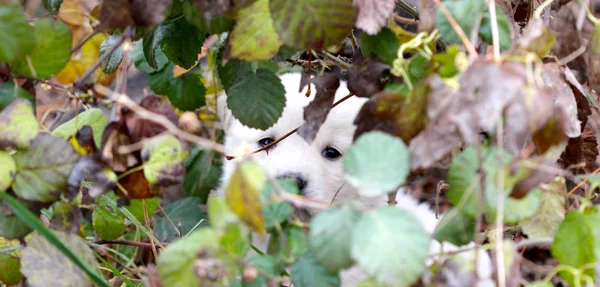 Sad abandoned puppy on the chaparell — Stock Photo, Image