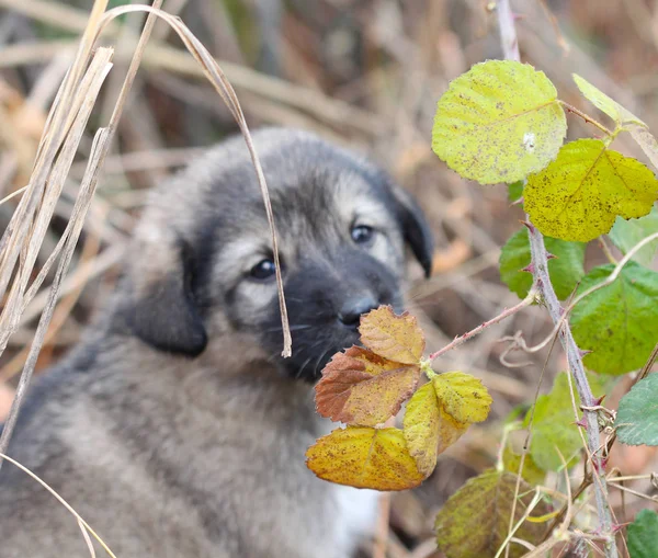 悲しい子犬を chaparell に捨てられました。 — ストック写真