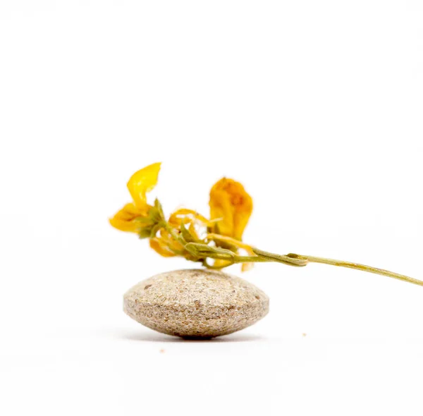 Perforate St Johns-Wort Flowers and Herbal pills — Stock Photo, Image