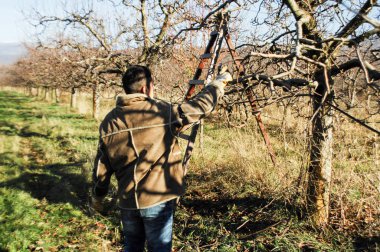 Resne, Makedonya. 3 Aralık, 2016-genç çiftçi budama elma ağacı meyve bahçesinde Resen, Prespa, Makedonya. Prespa iyi bilinen, Makedonya kaliteli elma üretimi üzerinde bölgesidir.