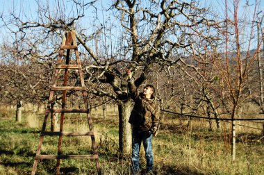 Resne, Makedonya. 3 Aralık, 2016-genç çiftçi budama elma ağacı meyve bahçesinde Resen, Prespa, Makedonya. Prespa iyi bilinen, Makedonya kaliteli elma üretimi üzerinde bölgesidir.