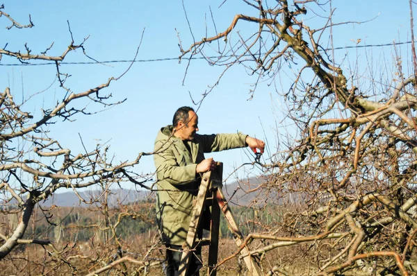RESEN, MACEDONIA. 3 DE DICIEMBRE DE 2016- Poda de manzanos en huerto en Resen, Prespa, Macedonia. Prespa es conocida región de Macedonia en la producción de manzanas de alta calidad . — Foto de Stock