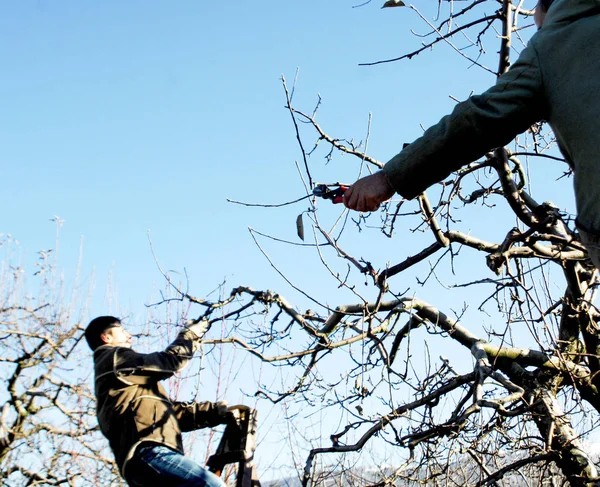 RESEN, MACEDONIA. 3 DE DICIEMBRE DE 2016- Agricultores podando manzano en huerto en Resen, Prespa, Macedonia. Prespa es conocida región de Macedonia en la producción de manzanas de alta calidad . — Foto de Stock