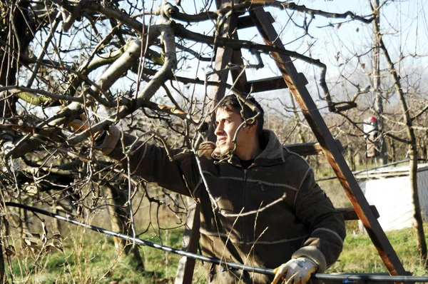 RESEN, MACEDONIA. 3 DE DICIEMBRE DE 2016- Joven agricultor podando manzano en huerto en Resen, Prespa, Macedonia. Prespa es conocida región de Macedonia en la producción de manzanas de alta calidad . — Foto de Stock