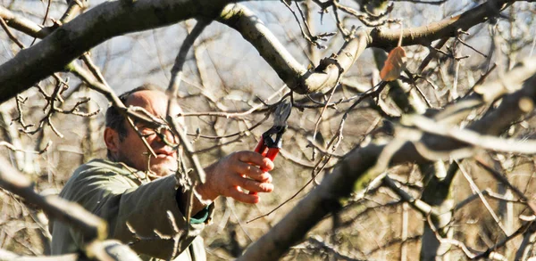 RESEN, MACEDONIA. 3 DE DICIEMBRE DE 2016- Poda de manzanos en huerto en Resen, Prespa, Macedonia. Prespa es conocida región de Macedonia en la producción de manzanas de alta calidad . — Foto de Stock