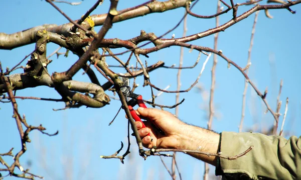 Pruning apple tree