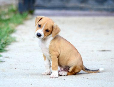 tatlı karışık cins köpek yavrusu