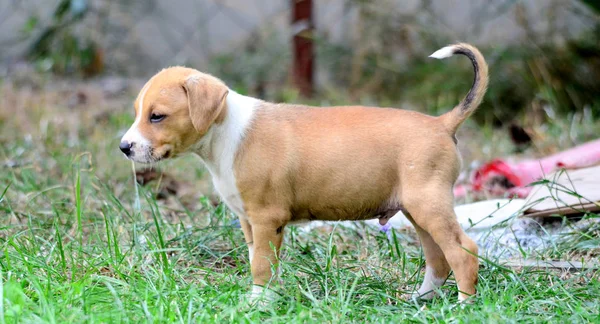 Carino cucciolo di razza mista — Foto Stock