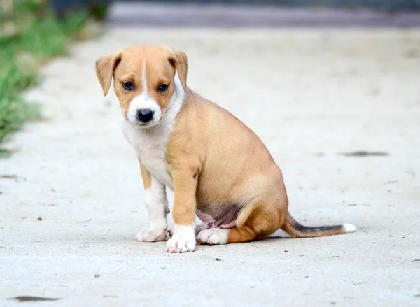 Cachorrinho de raça mista bonito — Fotografia de Stock