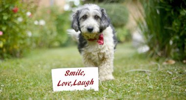 Sevimli siyah ve beyaz köpek evlat edindi.