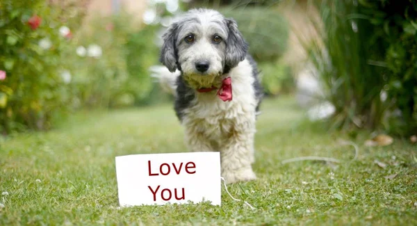 The cute black and white adopted dog — Stock Photo, Image