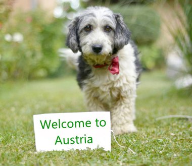 Sevimli siyah ve beyaz köpek evlat edindi.