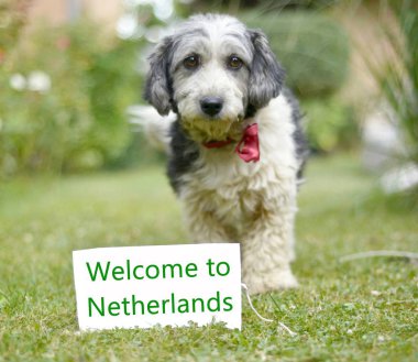 Sevimli siyah ve beyaz köpek evlat edindi.