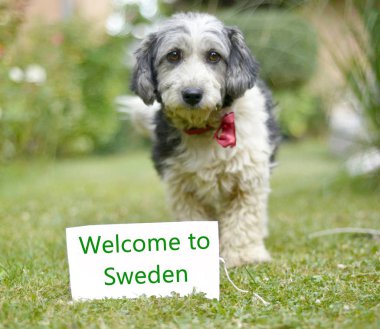 Sevimli siyah ve beyaz köpek evlat edindi.
