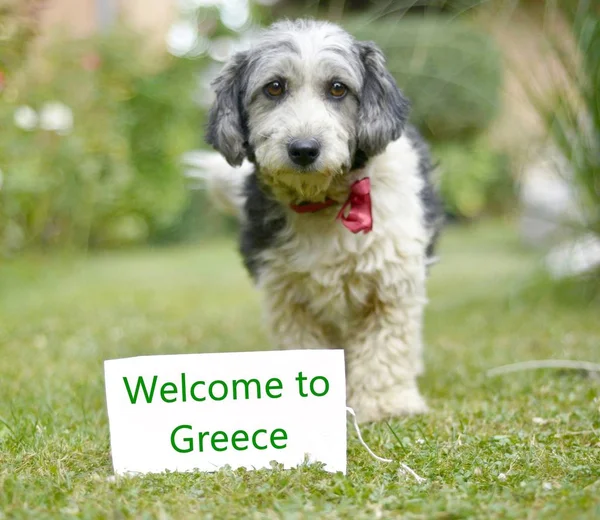 Sevimli siyah ve beyaz köpek evlat edindi.