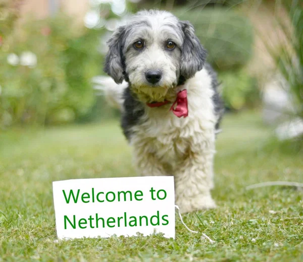 Sevimli siyah ve beyaz köpek evlat edindi.