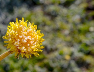 Sabah frost ile sarı karahindiba çiçekler