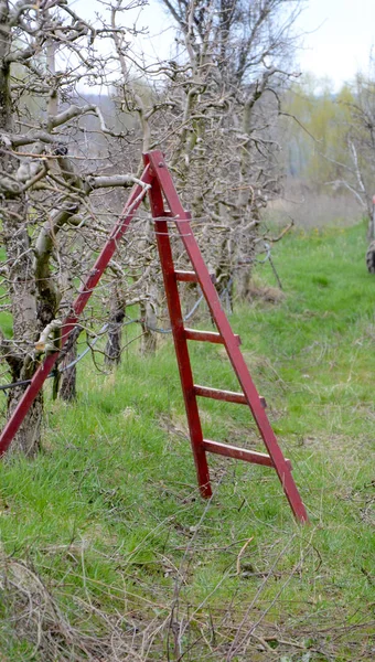 Wooden ladder for pruning apple orchard