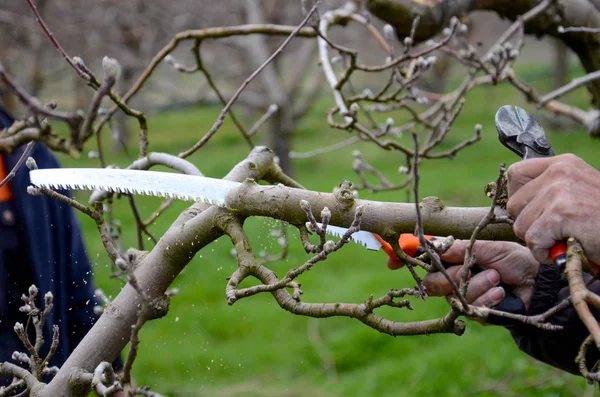 Poda de un manzano con sierra de podar — Foto de Stock