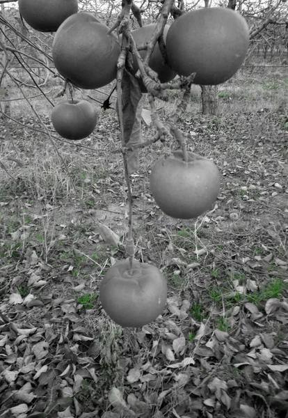 Fryst rött äpple i trädet — Stockfoto