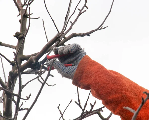 Pruning apple tree — Stock Photo, Image