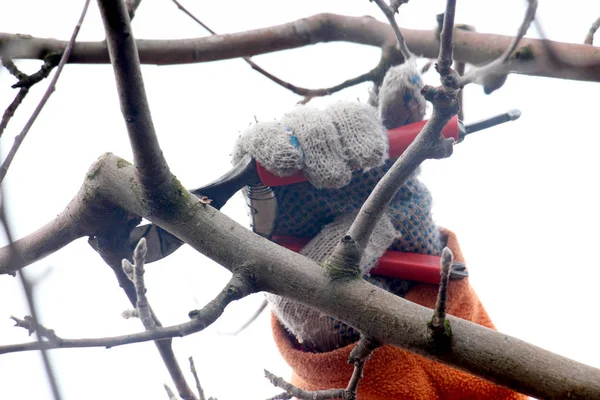 Pruning apple tree — Stock Photo, Image