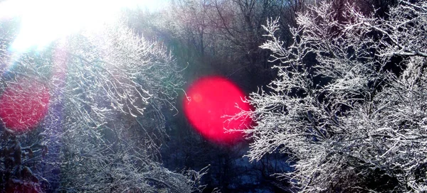 结霜的树在结霜的早晨 — 图库照片