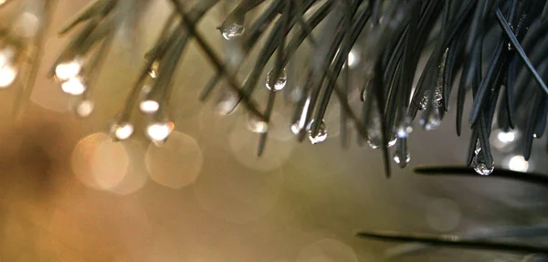 Gotas de lluvia esmeriladas en rama de árbol siempreverde —  Fotos de Stock