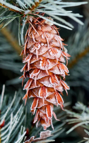 Gocce di pioggia smerigliate su cono di conifere. — Foto Stock
