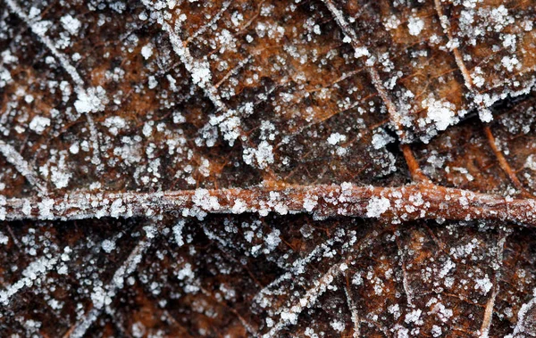 Frostad regndroppar på en död leaf.morning som sköt — Stockfoto