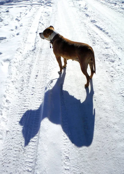 American staffordshire terrier on a snow street — Stock Photo, Image