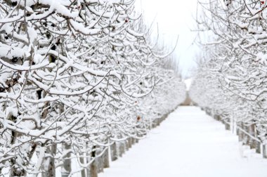 Kış aylarında karla kaplı elma bahçesi
