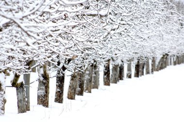 Kış aylarında karla kaplı elma bahçesi