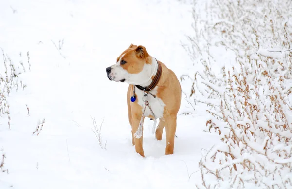 American Staffordshire Terrier outdoor portrait — Stock Photo, Image