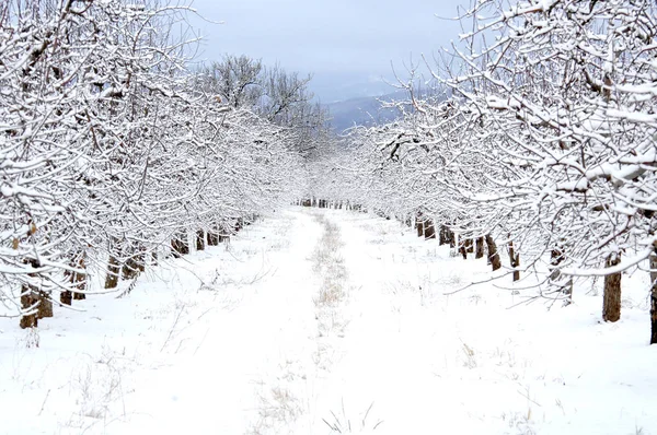 Frutteto di mele coperto di neve — Foto Stock