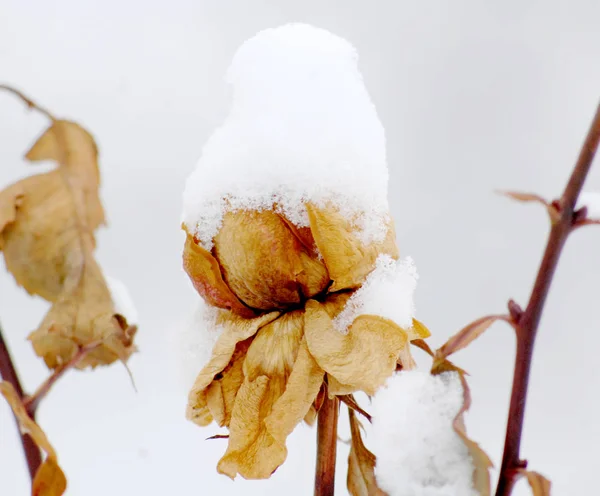 Piture de uma rosa congelada amarela em janeiro sob a neve — Fotografia de Stock