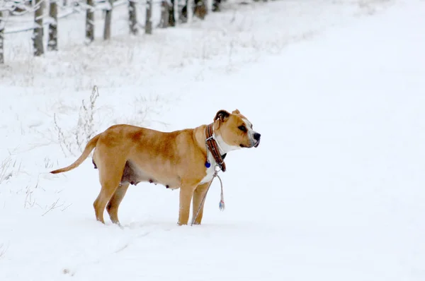 American Staffordshire Terrier outdoor portrait — Stock Photo, Image